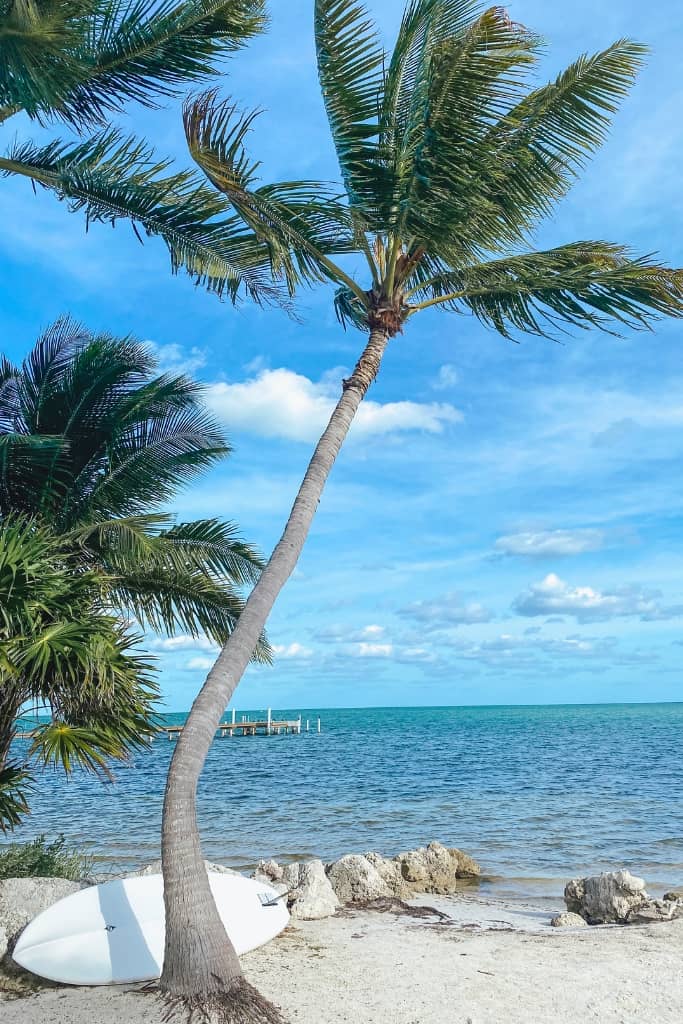 stand up paddleboard leaning against a palm tree on a beach in islamorada florida