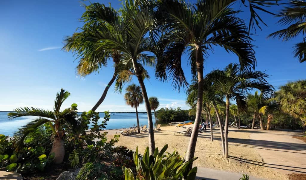 beach at a resort in key largo with palm trees along the beach